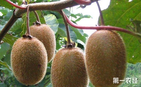 猕猴桃种植怎么施肥?猕猴桃的需肥特性和施肥技术