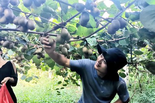浙江宁波多家红心猕猴桃种植合作社推出猕猴桃采摘游