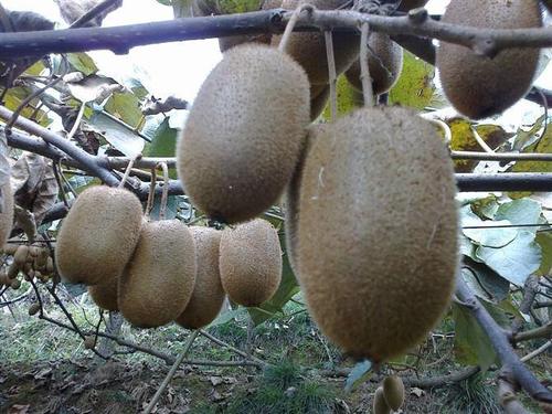 湖南湘西自治州凤凰县米良一号猕猴桃种植基地,优质的.