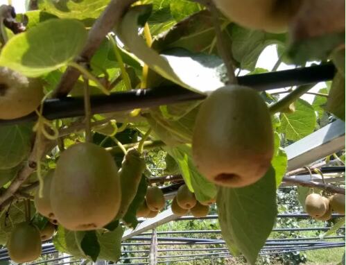 红阳猕猴桃种植条件
