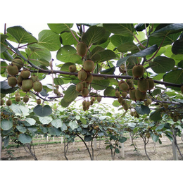 西峡县猕猴桃、四川猕猴桃种苗、猕猴桃树种植(优质商家)