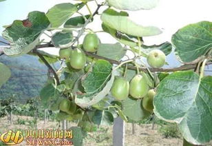 宜宾县 龙池乡大量种植红心猕猴桃 助农增收