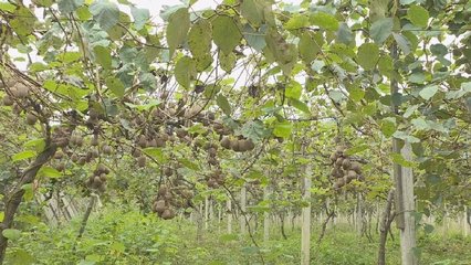 白庙河村:特色种植结出“致富果”